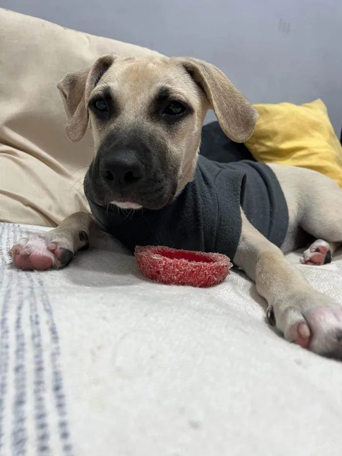 Cachorro ra a SRD-ViraLata idade 7 a 11 meses nome Gugu