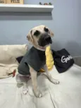 Gugu