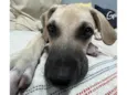 Gugu