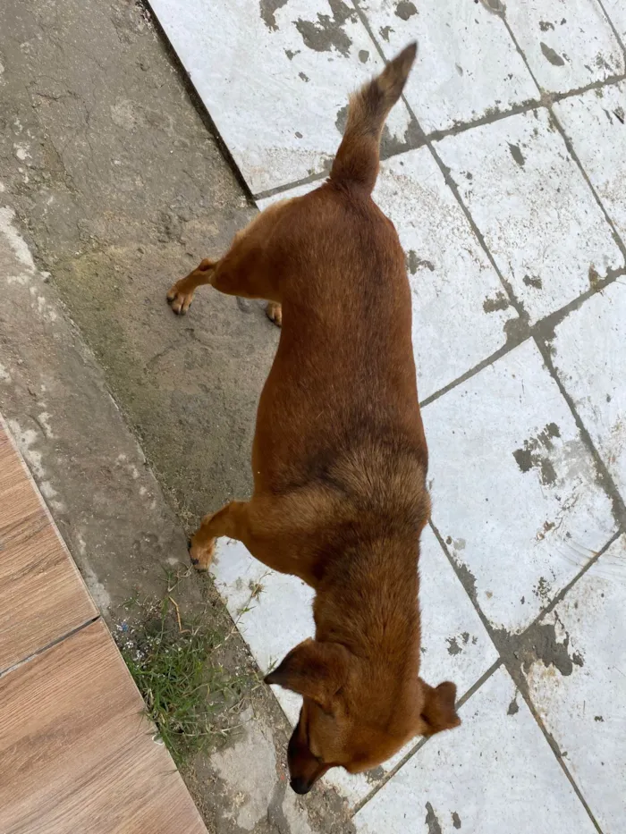 Cachorro ra a  idade 2 a 6 meses nome Luna