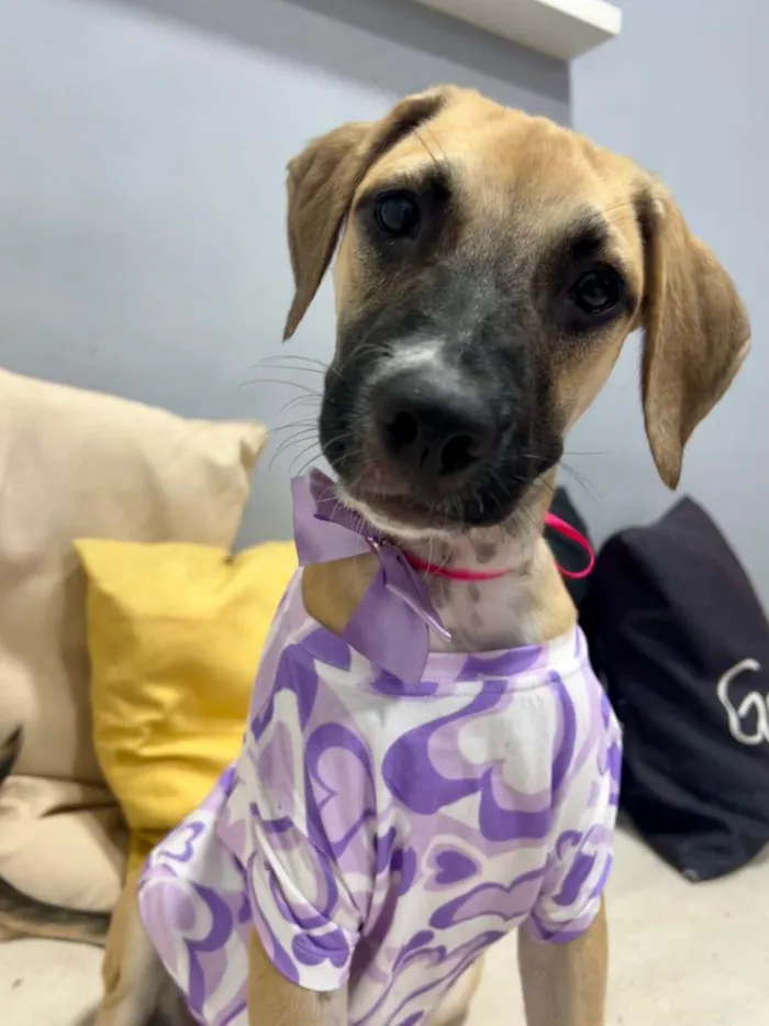 Cachorro ra a SRD-ViraLata idade 2 a 6 meses nome Sol