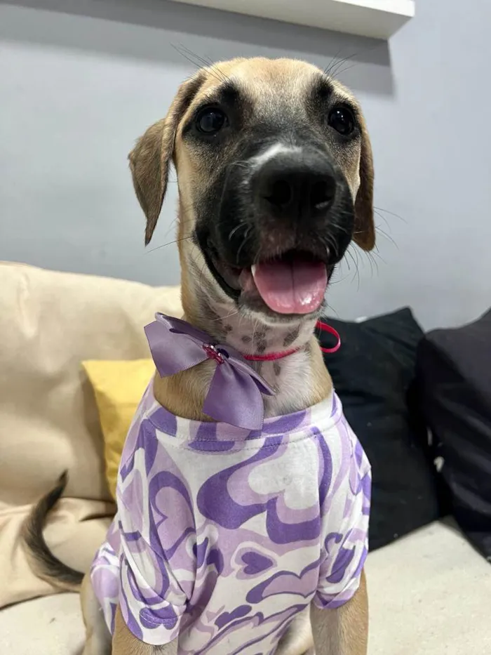 Cachorro ra a SRD-ViraLata idade 2 a 6 meses nome Sol