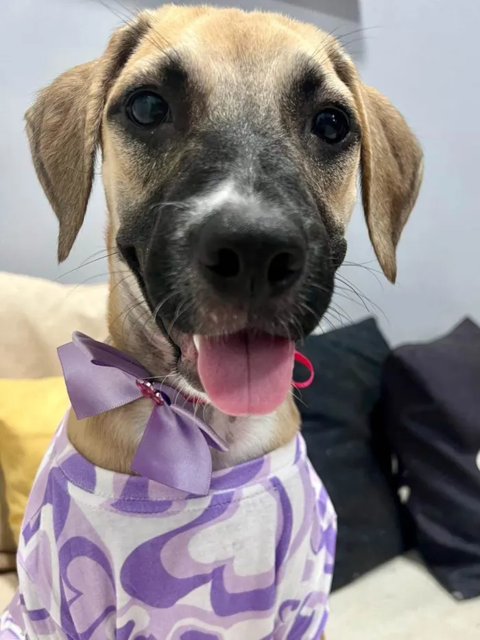 Cachorro ra a SRD-ViraLata idade 2 a 6 meses nome Sol