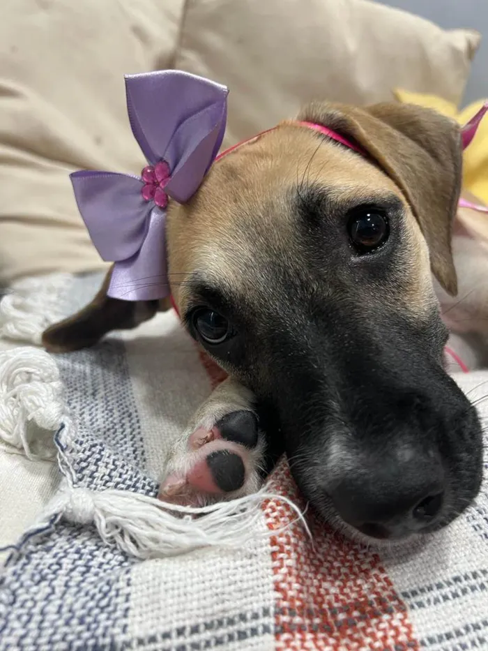 Cachorro ra a SRD-ViraLata idade 2 a 6 meses nome Sol