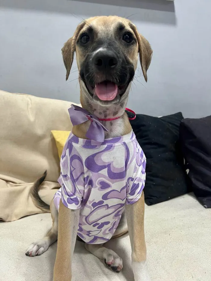 Cachorro ra a SRD-ViraLata idade 2 a 6 meses nome Sol