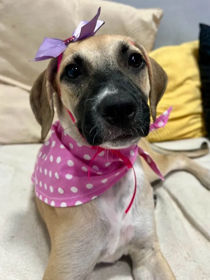 Cachorro ra a SRD-ViraLata idade 2 a 6 meses nome Sol