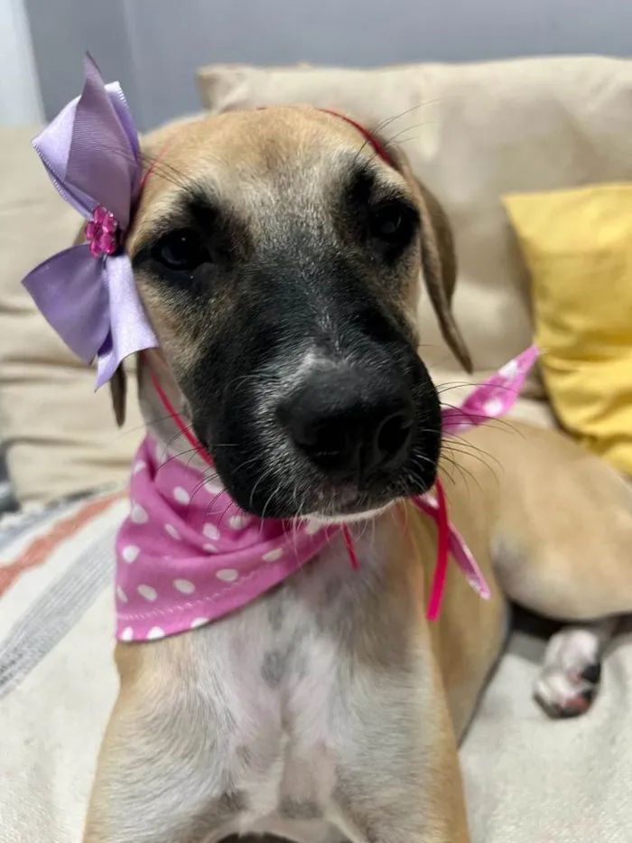 Cachorro ra a SRD-ViraLata idade 2 a 6 meses nome Sol