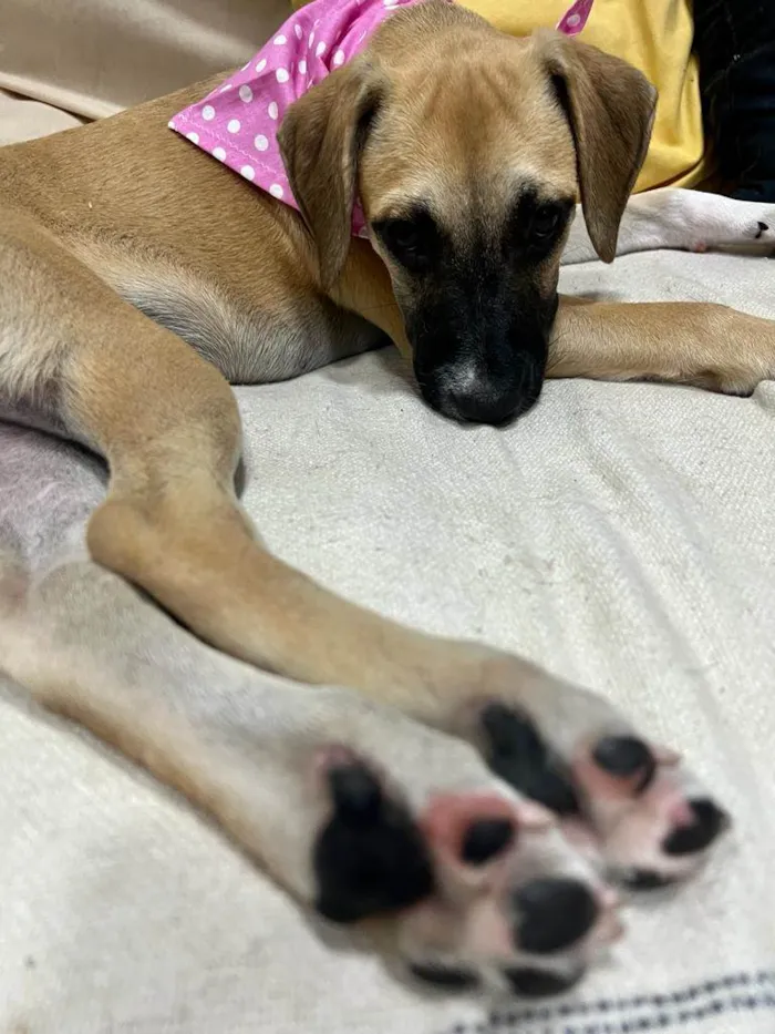 Cachorro ra a SRD-ViraLata idade 2 a 6 meses nome Sol