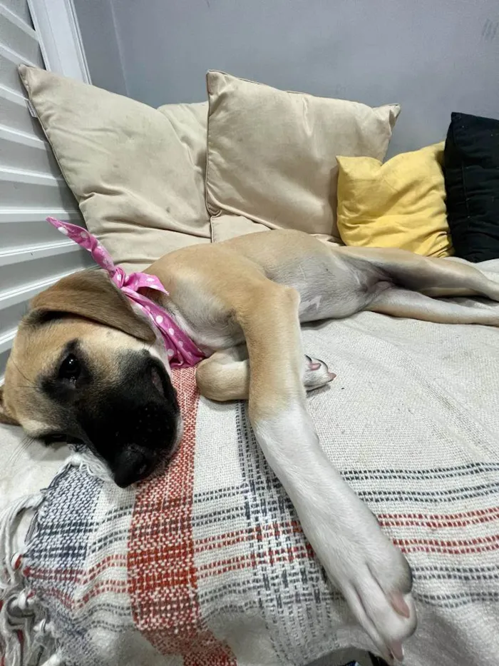 Cachorro ra a SRD-ViraLata idade 2 a 6 meses nome Sol
