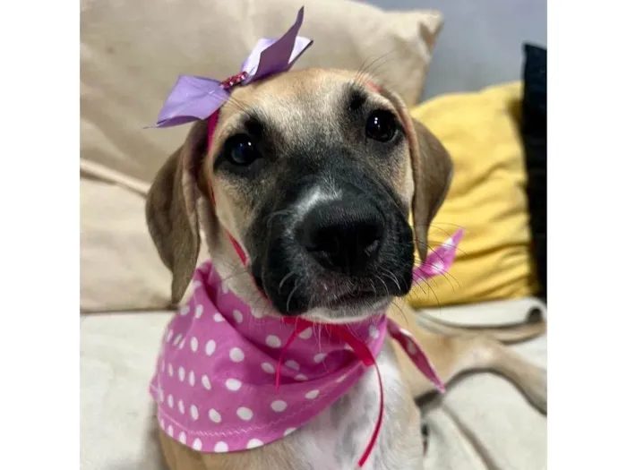 Cachorro ra a SRD-ViraLata idade 2 a 6 meses nome Sol