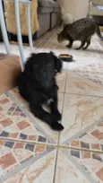 Milu