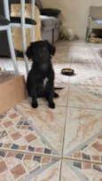 Milu