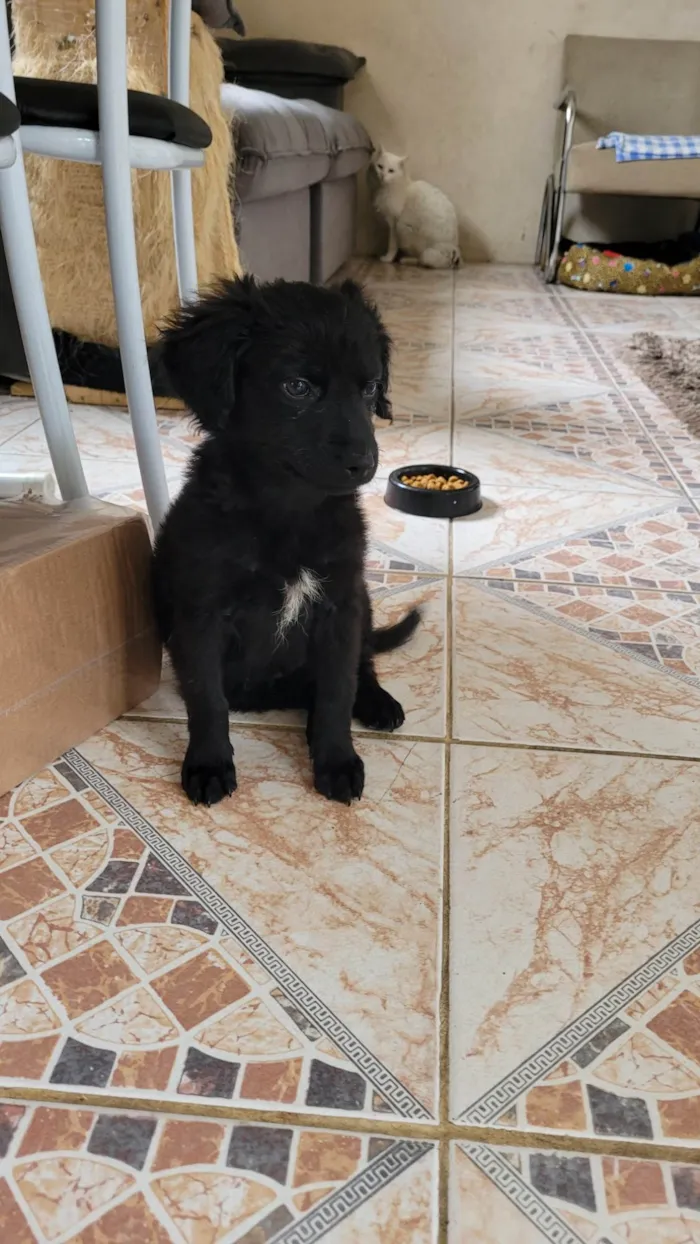 Cachorro ra a SRD-ViraLata idade 2 a 6 meses nome Milu