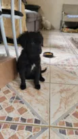 Milu