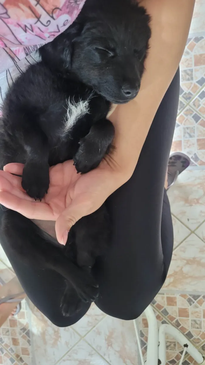 Cachorro ra a SRD-ViraLata idade 2 a 6 meses nome Milu