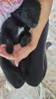Milu