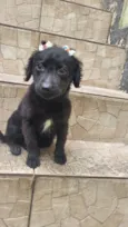 Milu