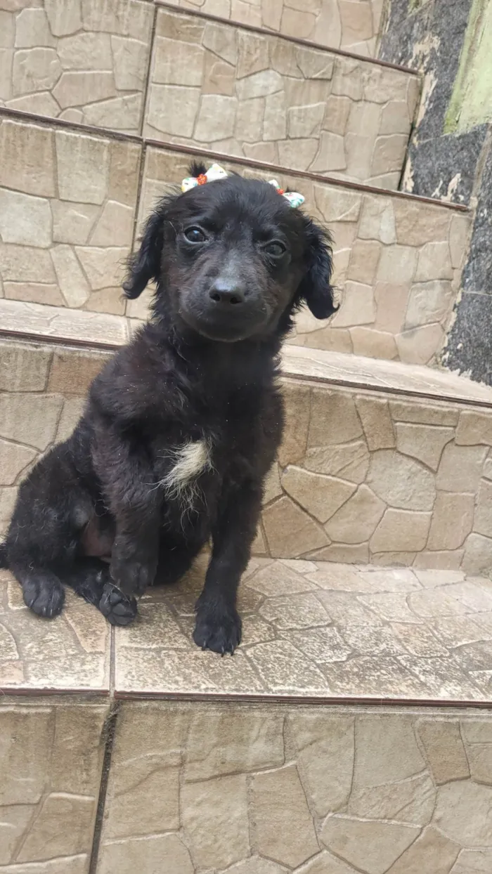 Cachorro ra a SRD-ViraLata idade 2 a 6 meses nome Milu