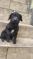 Milu