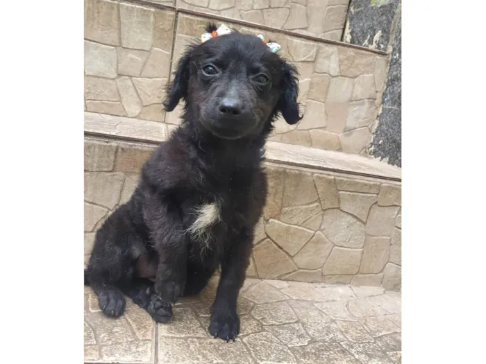 Cachorro ra a SRD-ViraLata idade 2 a 6 meses nome Milu