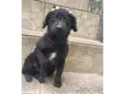 Milu