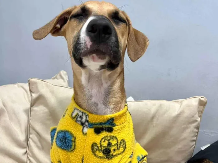 Cachorro ra a SRD-ViraLata idade 2 a 6 meses nome Joe