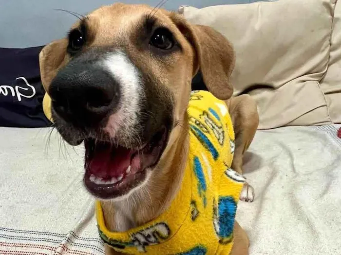 Cachorro ra a SRD-ViraLata idade 2 a 6 meses nome Joe