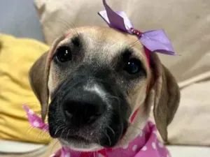 Cachorro raça SRD-ViraLata idade 2 a 6 meses nome Sol