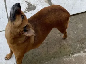 Cachorro raça SRD-ViraLata idade 1 ano nome Matilda