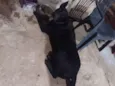 Pandora