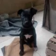 Nanquim 