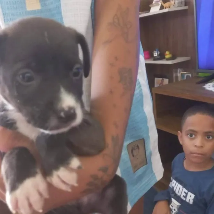 Cachorro ra a SRD-ViraLata idade 2 a 6 meses nome Antony