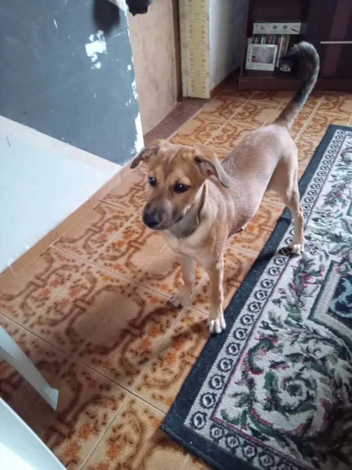 Cachorro ra a SRD-ViraLata idade 2 a 6 meses nome Vitória 
