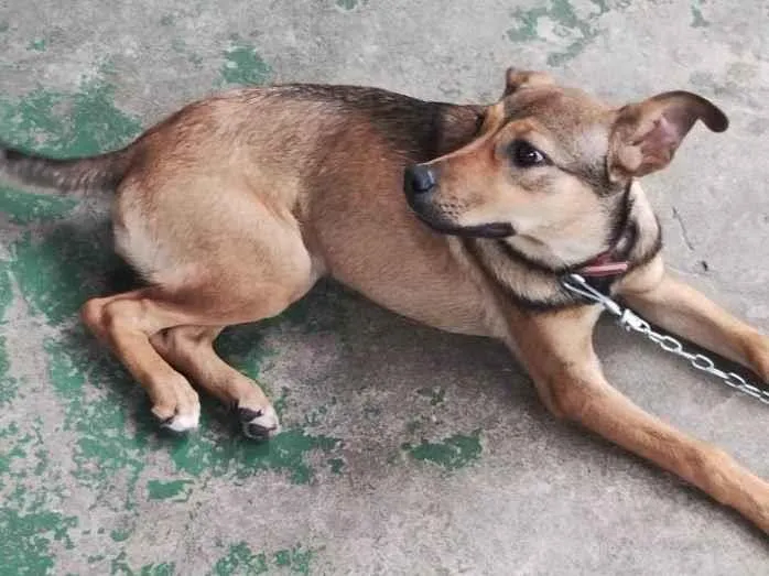 Cachorro ra a SRD-ViraLata idade 7 a 11 meses nome Lila