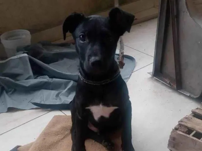 Cachorro ra a SRD-ViraLata idade 2 a 6 meses nome Nanquim 