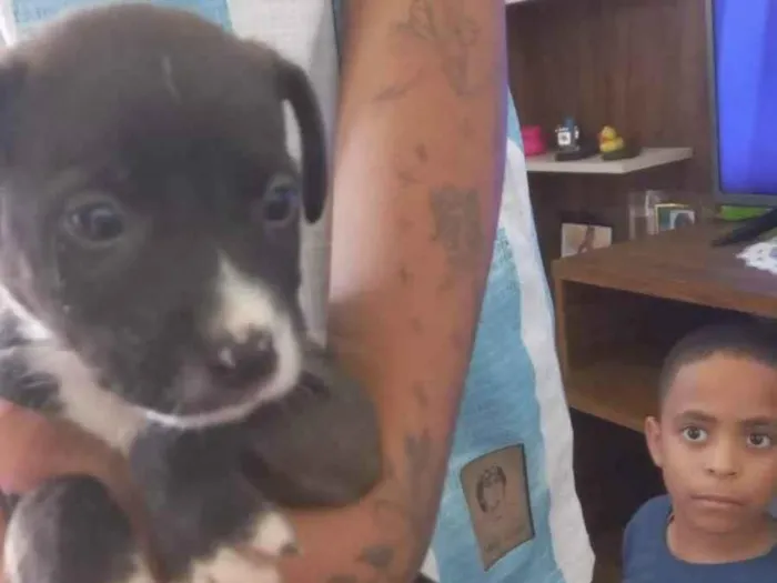 Cachorro ra a SRD-ViraLata idade 2 a 6 meses nome Antony