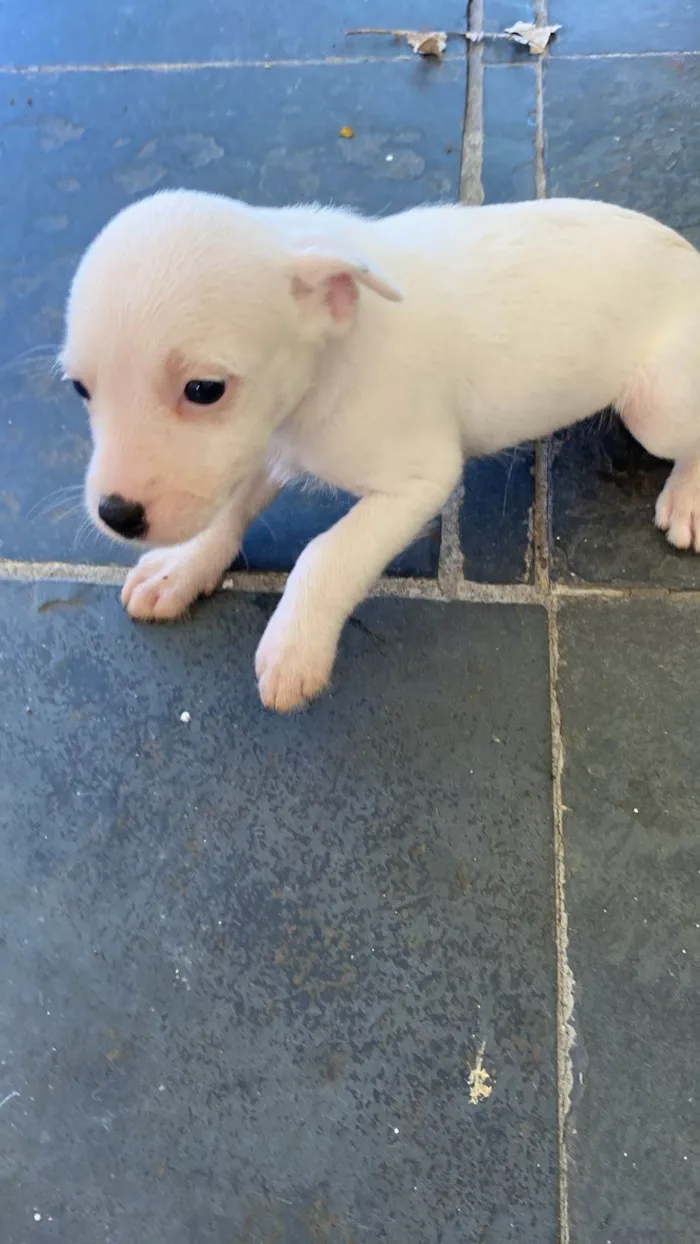 Cachorro ra a Sem raca  idade Abaixo de 2 meses nome Branca 