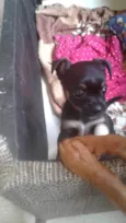 Pequena