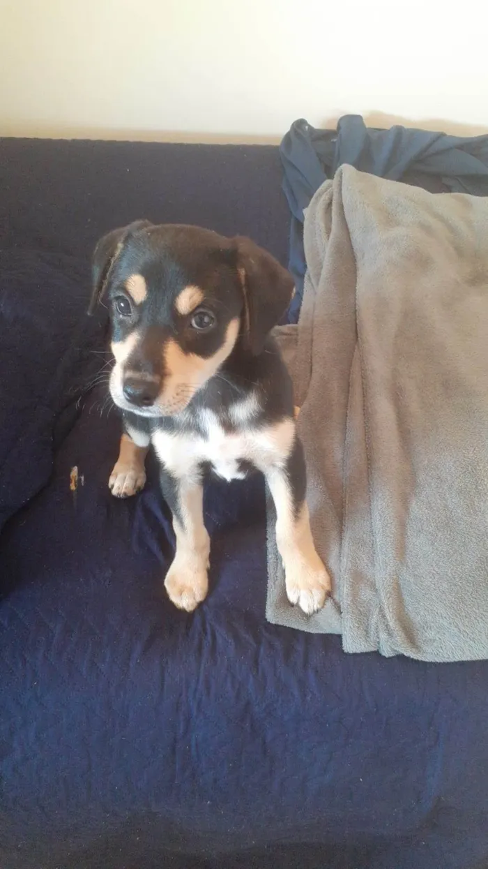 Cachorro ra a Vira Lata idade 2 a 6 meses nome Zara