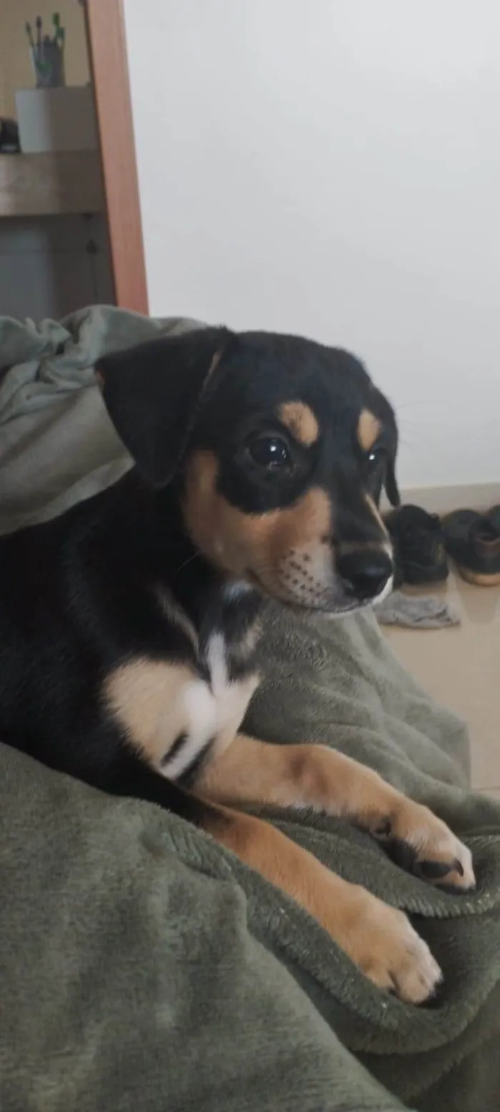 Cachorro ra a Vira Lata idade 2 a 6 meses nome Zara