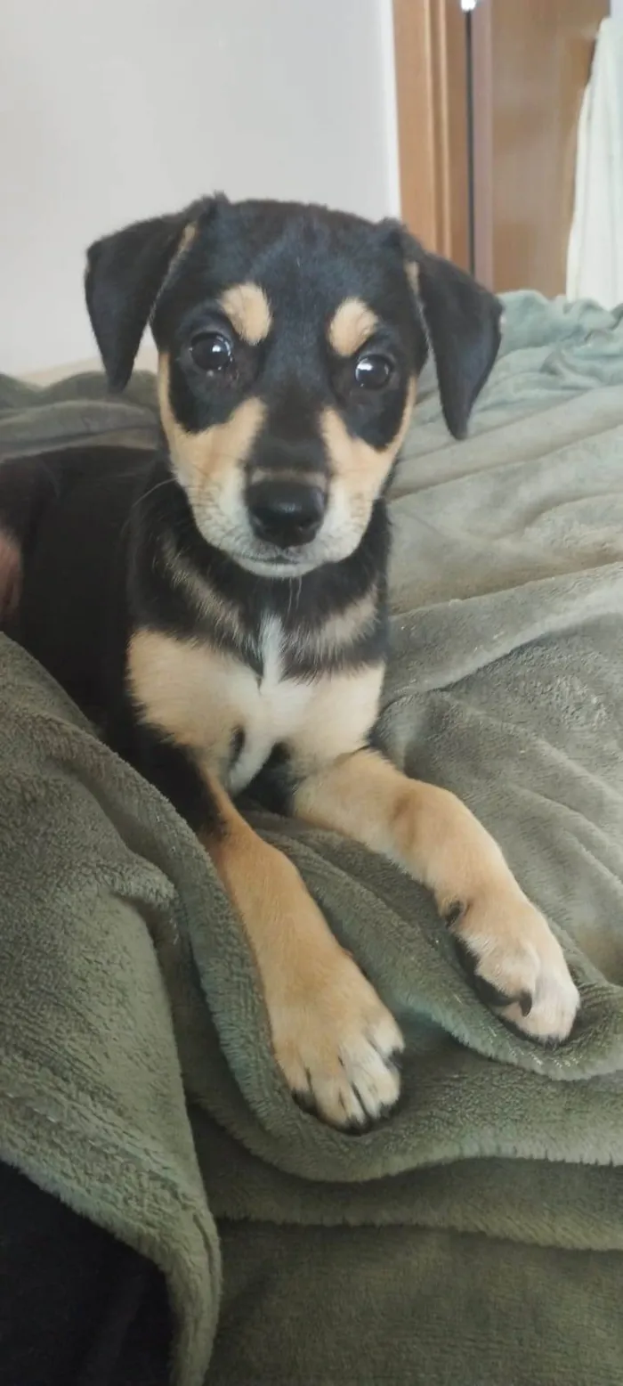 Cachorro ra a Vira Lata idade 2 a 6 meses nome Zara