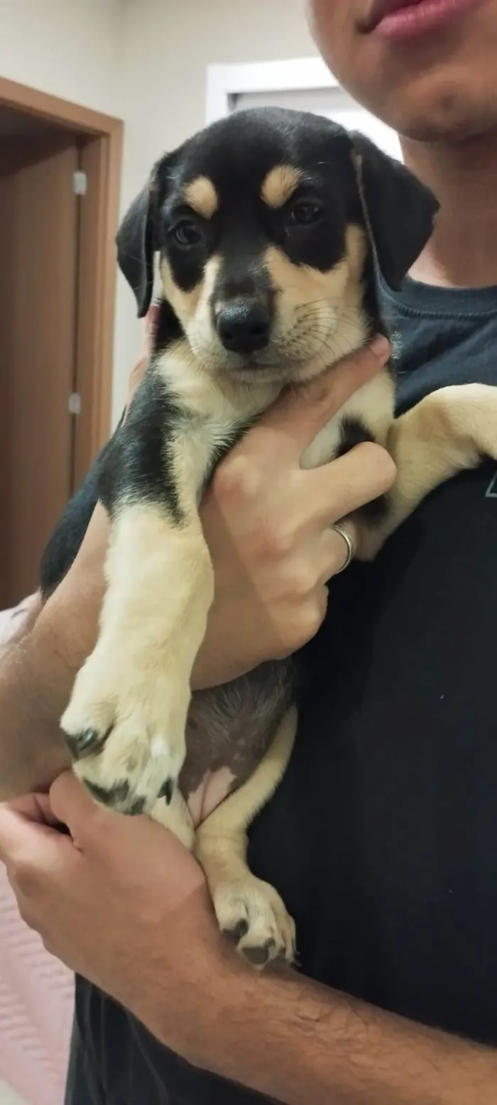 Cachorro ra a Vira Lata idade 2 a 6 meses nome Zara