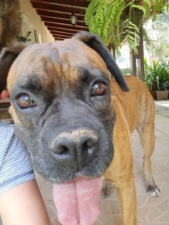 Cachorro ra a BOXER idade 5 anos nome THOR