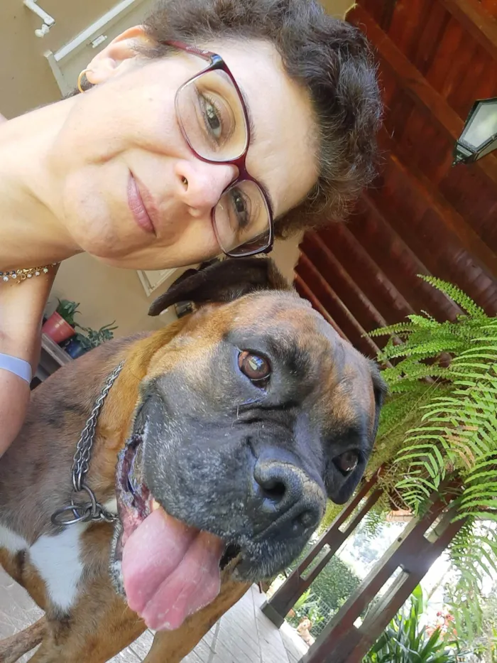 Cachorro ra a BOXER idade 5 anos nome THOR