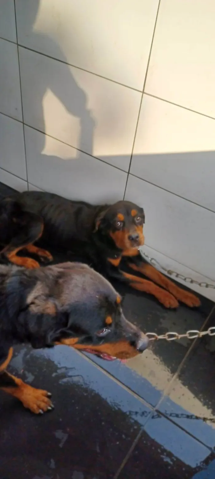 Cachorro ra a Rottweiler idade 5 anos nome NYSSA