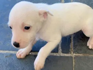 Cachorro raça Sem raca  idade Abaixo de 2 meses nome Branca 