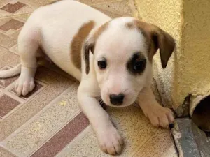 Cachorro raça Sem raça  idade  nome Polar