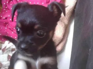 Cachorro raça Sem raça  idade  nome Pequena 