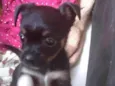Pequena