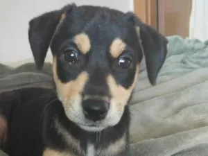 Cachorro raça Vira Lata idade 2 a 6 meses nome Zara